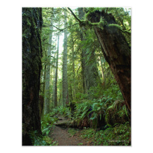 11X14 Old Growth Forest at Twanoh State Park, WA Photo Print