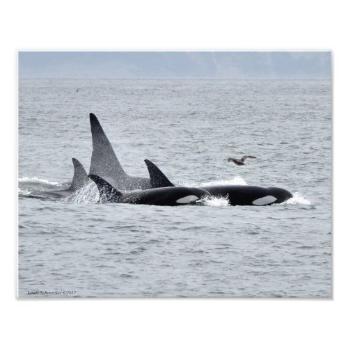 11X14 Orca Whales _ Four in Unison with a Seagull Photo Print