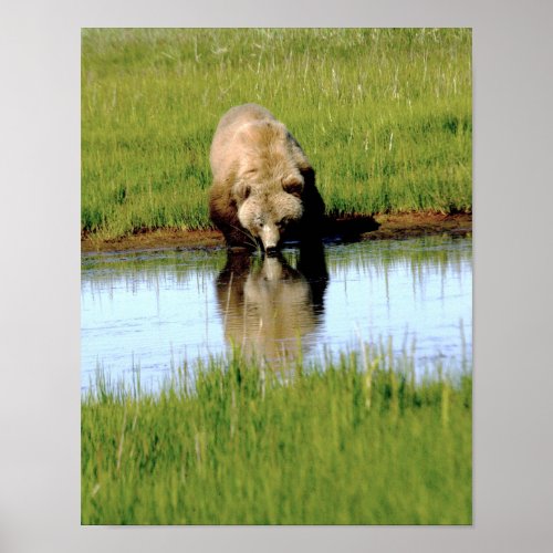 11x14 Poster Paper Matte of grizzly bear