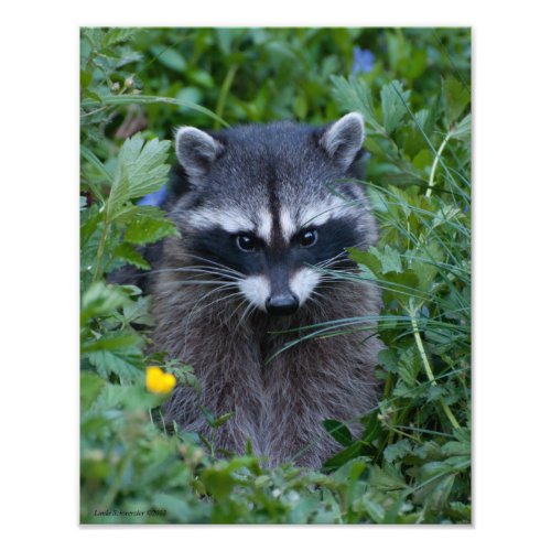 11X14 Raccoon Cutie Poo Photo Print