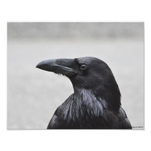 11X14 Raven the Magnificent! Photo Print