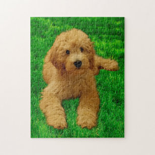 Adults VinMea 1000 Piece Jigsaw Puzzle A Goldendoodle with Snow On Its Nose Jigsaw Puzzles Artwork for Child