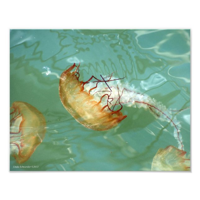 11X14 Sea Nettle Jellyfish Photo Print (Front)