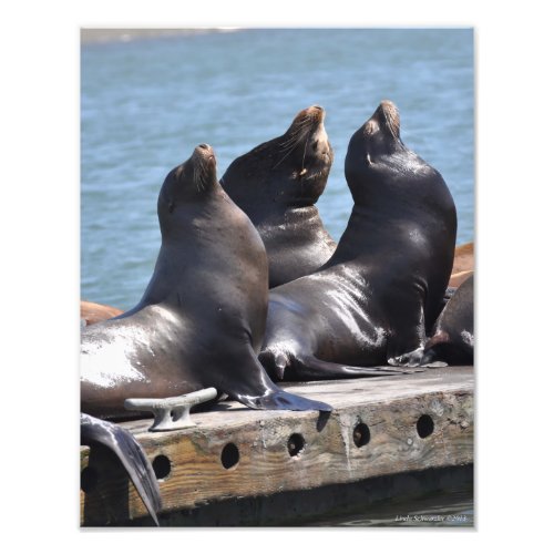 11X14 Trio of Sea Lions Basking in the Sun Photo Print