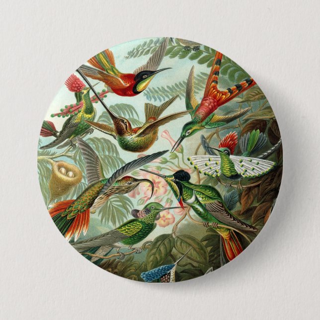 12 american humming birds breeds painted drawn button (Front)