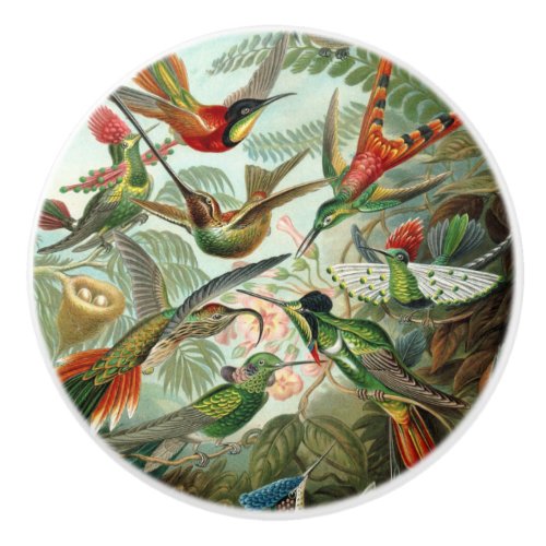 12 american humming birds breeds painted drawn ceramic knob