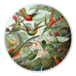 12 american humming birds breeds painted drawn ceramic knob