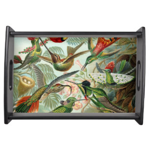 12 american humming birds breeds painted drawn serving tray