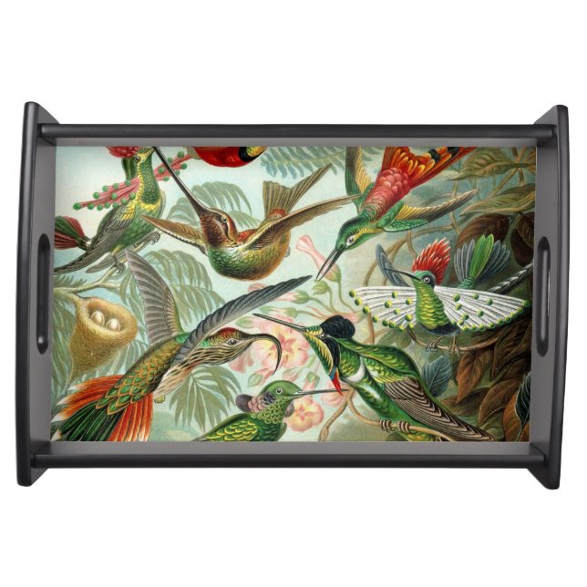 12 american humming birds breeds painted drawn serving tray (Front)