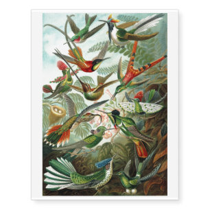 12 american humming birds breeds painted drawn temporary tattoos