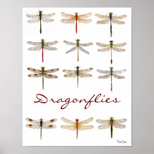12 Dragonfly Species Poster