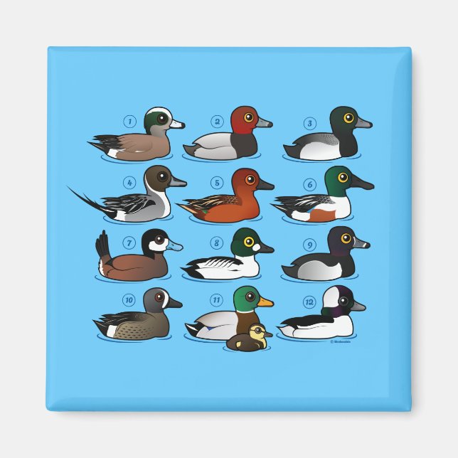 12 Ducks Magnet (Front)