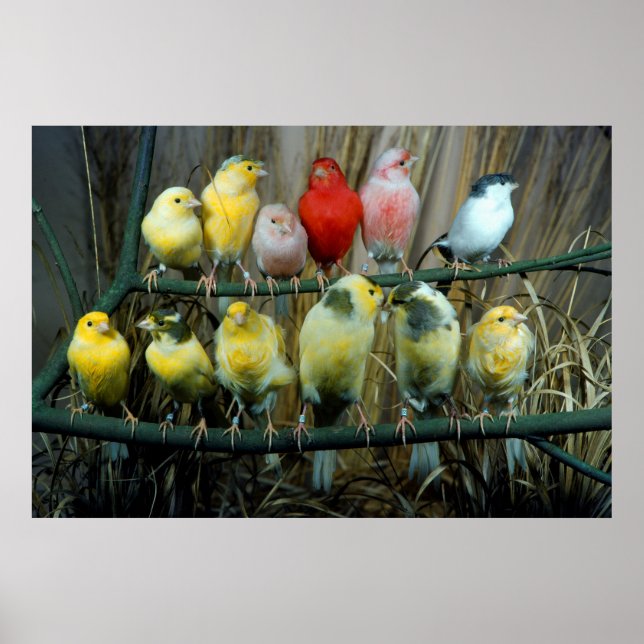 12 Kanarienvoegel, Kanarienvogel (Serinus canaria Poster (Front)