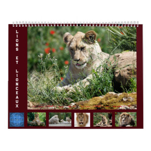 12 month calendar Lion family