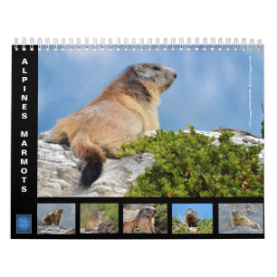 12 month calendar of Alpine marmots
