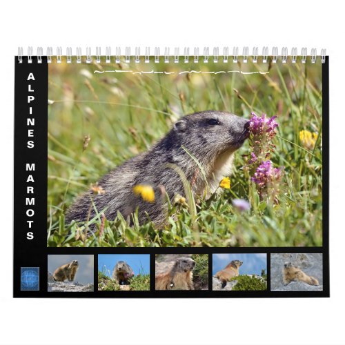 12 month calendar of Alpine marmots 2025