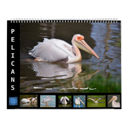 12 month calendar pelicans 