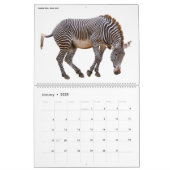 12 month calendar various animals isolated  (Jan 2025)