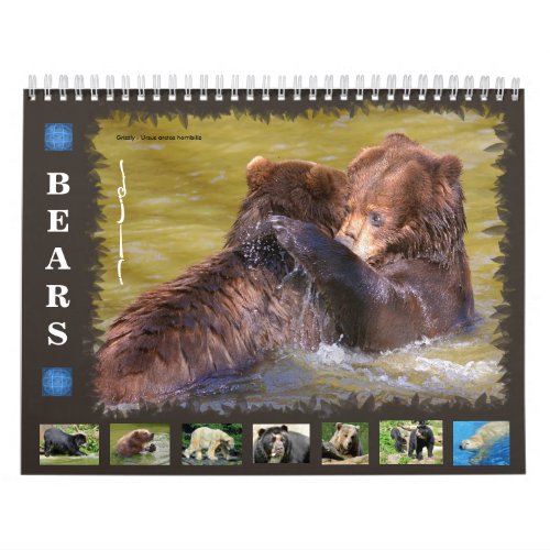 12 month calendar various bears 