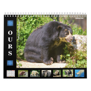 12 month calendar various bears