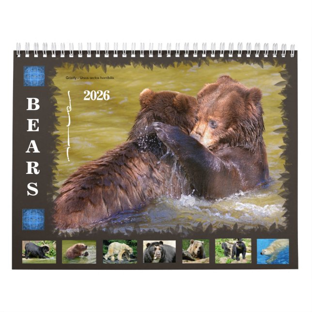 12 month calendar various bears  (Cover)