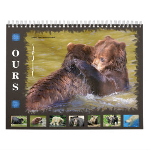 12 month calendar various bears