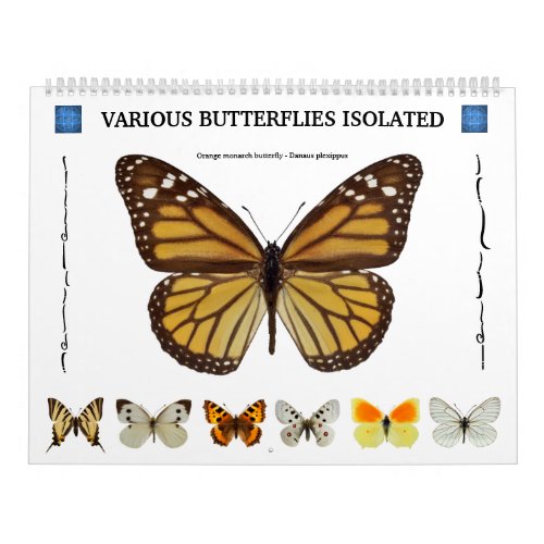 12 month calendar various butterflies 