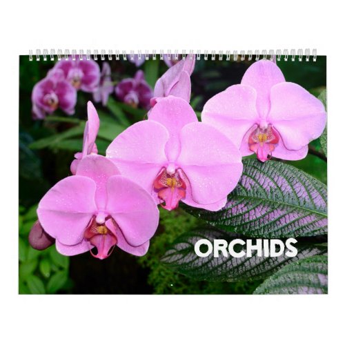 12 month Orchids calendar
