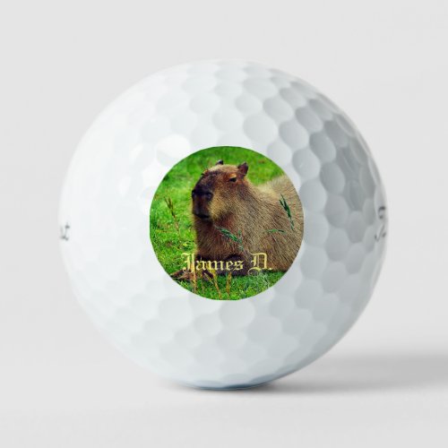 12 Pack_ Fun Personalized Capybara Animal Golf Balls