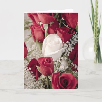 12 Red 1 White Valentine Rosebuds Collection Holiday Card by DragonL8dy at Zazzle