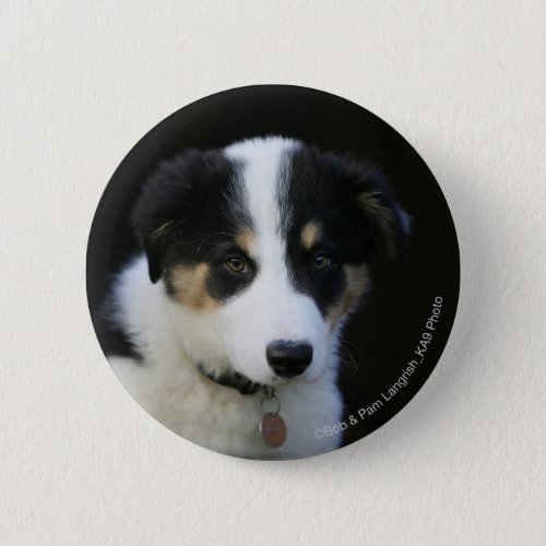 12 Week Old Border Collie Puppy Button
