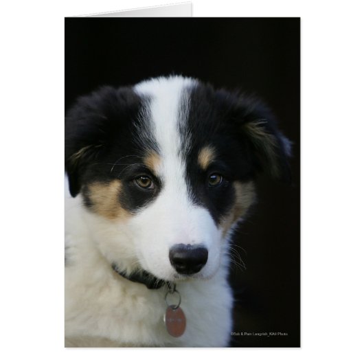 12 Week Old Border Collie Puppy Cards (Front)