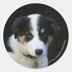 12 Week Old Border Collie Puppy Classic Round Sticker