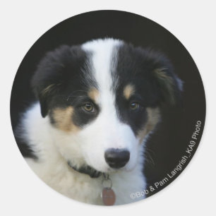 12 Week Old Border Collie Puppy Classic Round Sticker