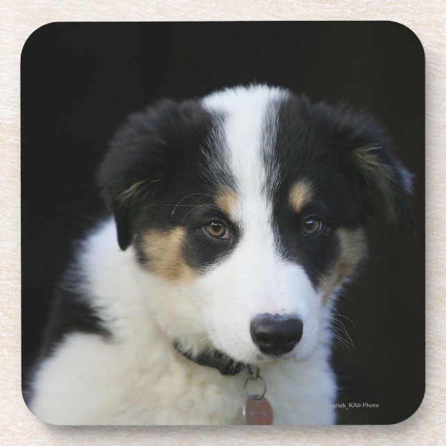 12 Week Old Border Collie Puppy Coaster (Front)