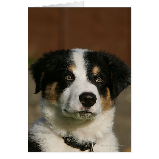 12 Week Old Border Collie Puppy Headshot (Front)
