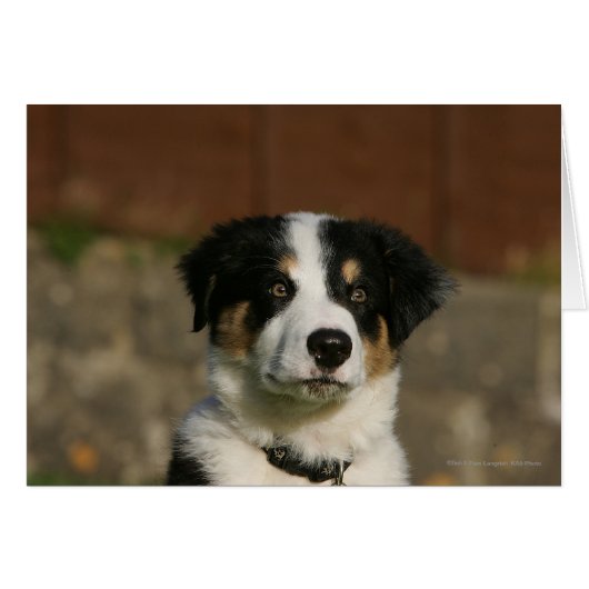 12 Week Old Border Collie Puppy Headshot Cards (Front Horizontal)