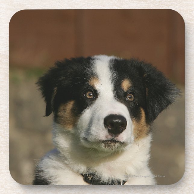 12 Week Old Border Collie Puppy Headshot Coaster (Front)