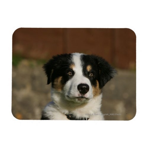 12 Week Old Border Collie Puppy Headshot Magnet