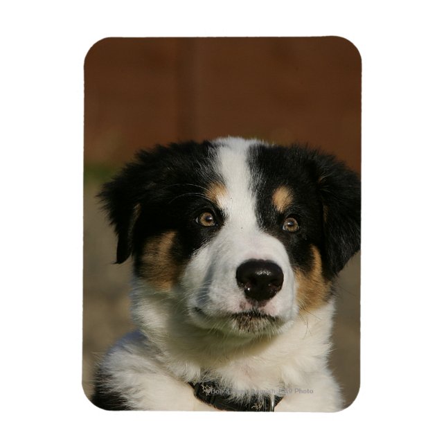12 Week Old Border Collie Puppy Headshot Magnet (Vertical)