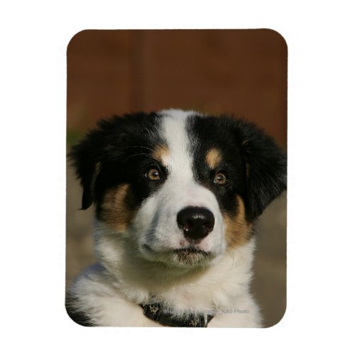 12 Week Old Border Collie Puppy Headshot Magnet