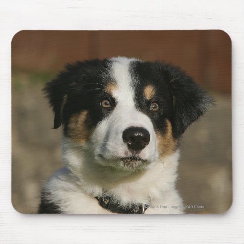 12 Week Old Border Collie Puppy Headshot Mouse Pad