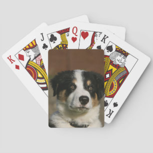 12 Week Old Border Collie Puppy Headshot Poker Cards
