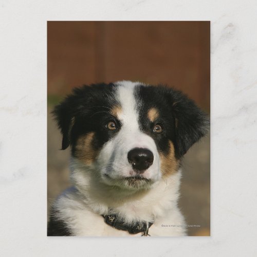 12 Week Old Border Collie Puppy Headshot Postcard