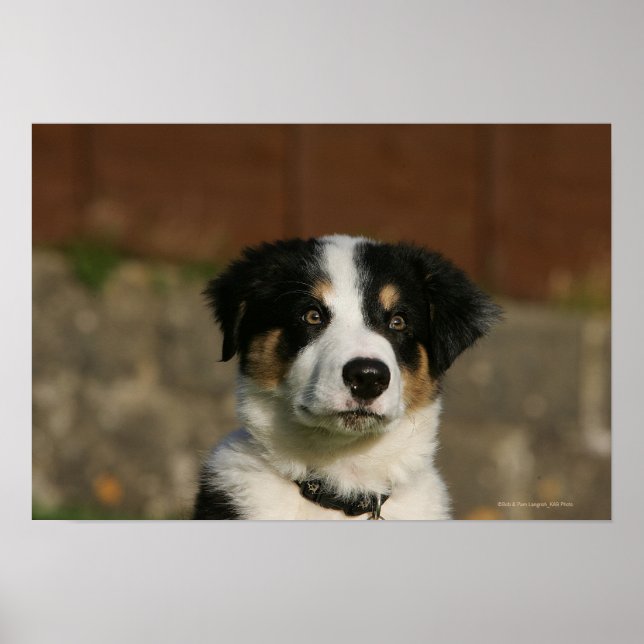 12 Week Old Border Collie Puppy Headshot Poster (Front)