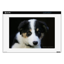 12 Week Old Border Collie Puppy Laptop Skin