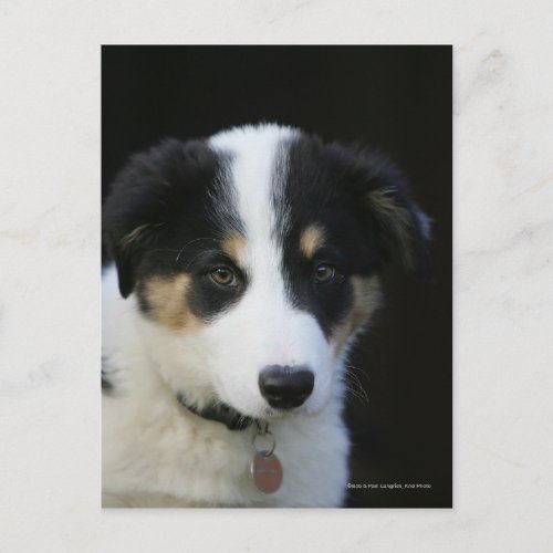 12 Week Old Border Collie Puppy Postcard