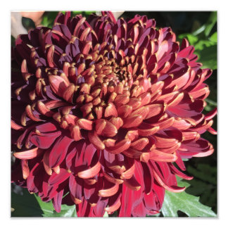 12"x12" Chrysanthemum Photo Print