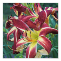 12"x12" Daylily