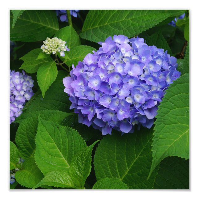 12"x12" Lavender Hydrangea Photo Print (Front)
